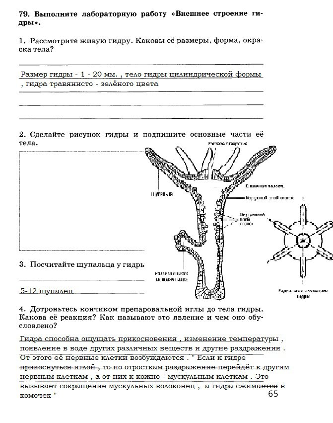 Мега megaruzxpnew4af onion