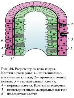 Как загрузить фото на мегу