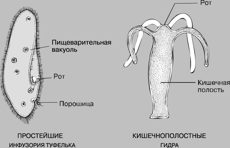 Закрытие меги